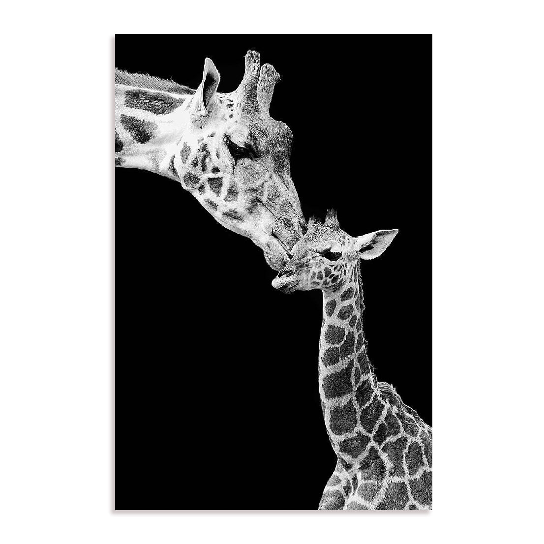 First Love - Giraffe Wall Art