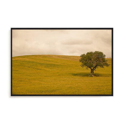 Field in Lower Tuscany