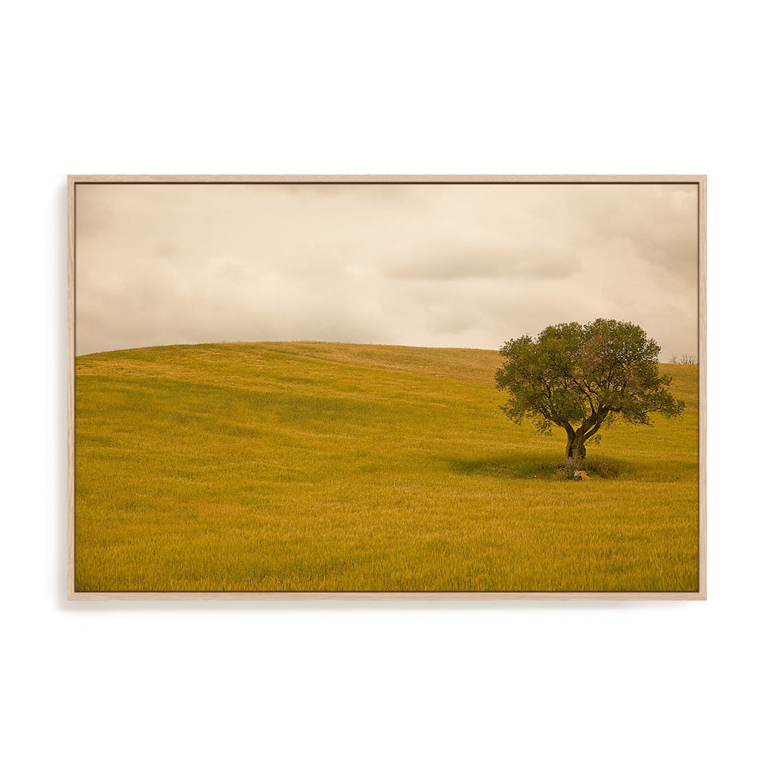 Field in Lower Tuscany