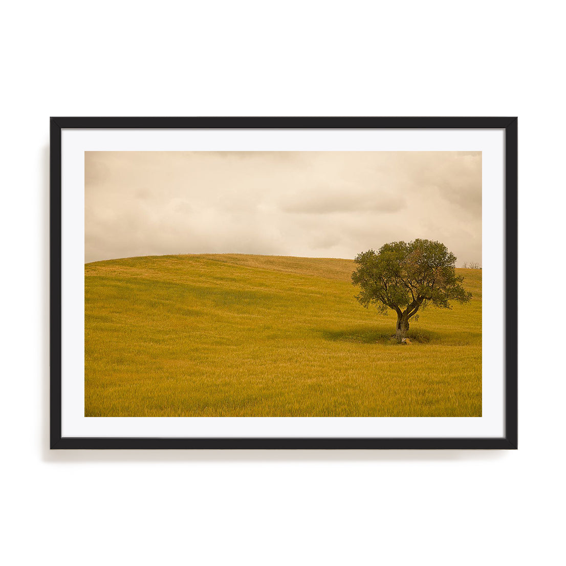 Field in Lower Tuscany