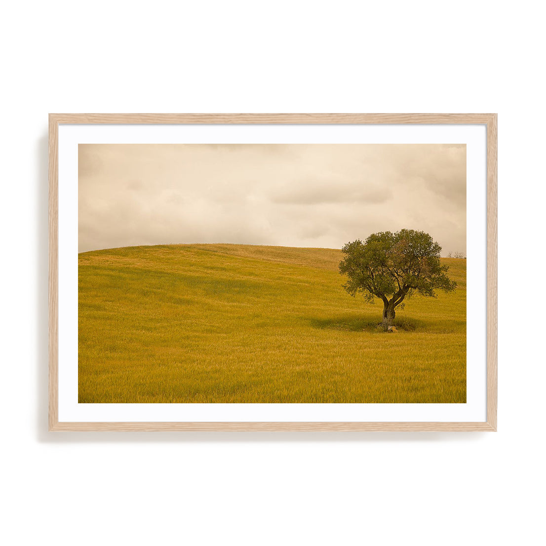 Field in Lower Tuscany