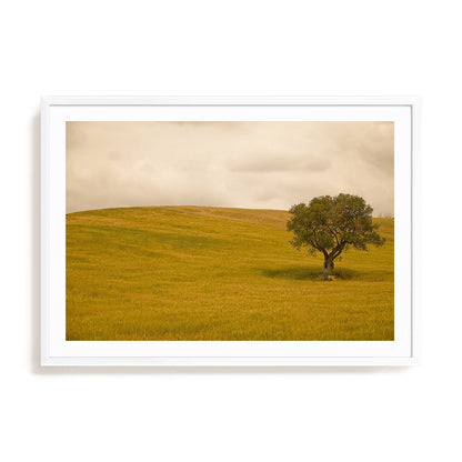 Field in Lower Tuscany