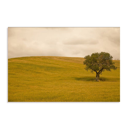 Field in Lower Tuscany