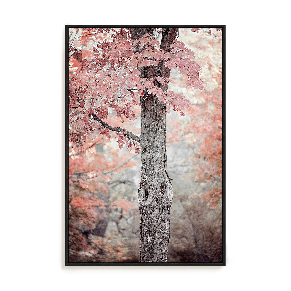 Pink and Coral Maple Tree