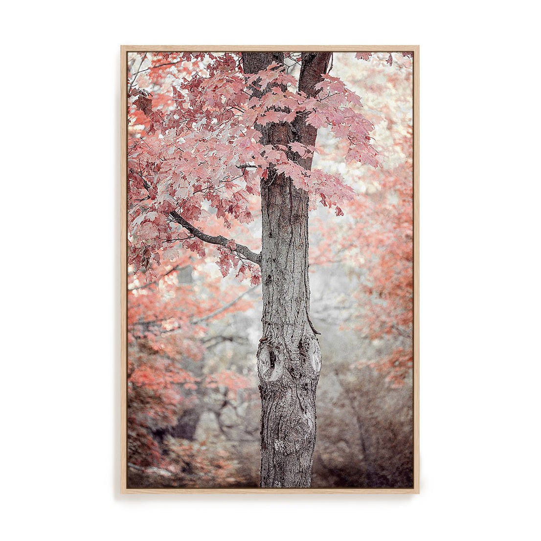 Pink and Coral Maple Tree