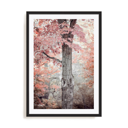 Pink and Coral Maple Tree