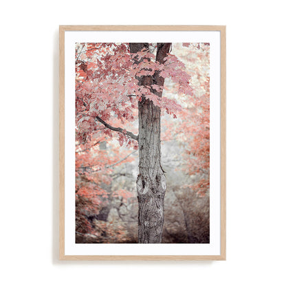 Pink and Coral Maple Tree