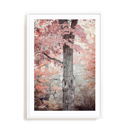 Pink and Coral Maple Tree