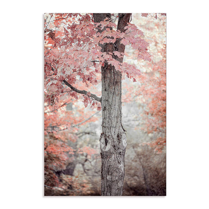 Pink and Coral Maple Tree