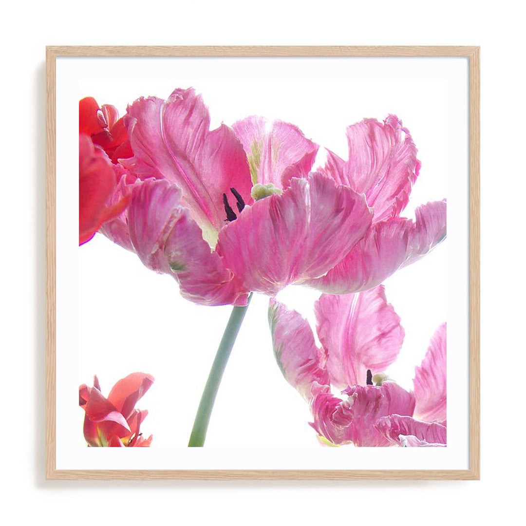 Parrot Tulips Wall Art