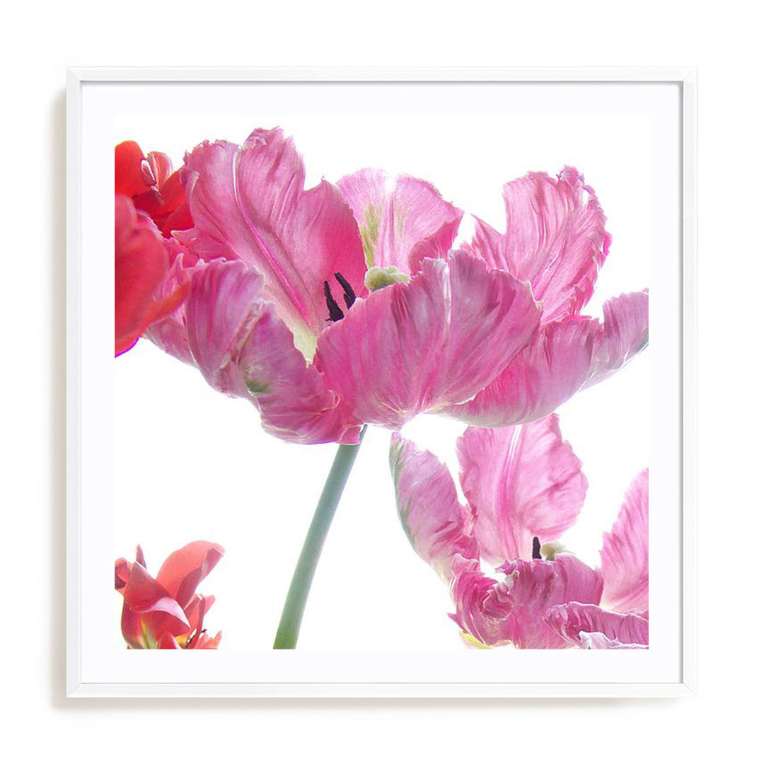 Parrot Tulips Wall Art