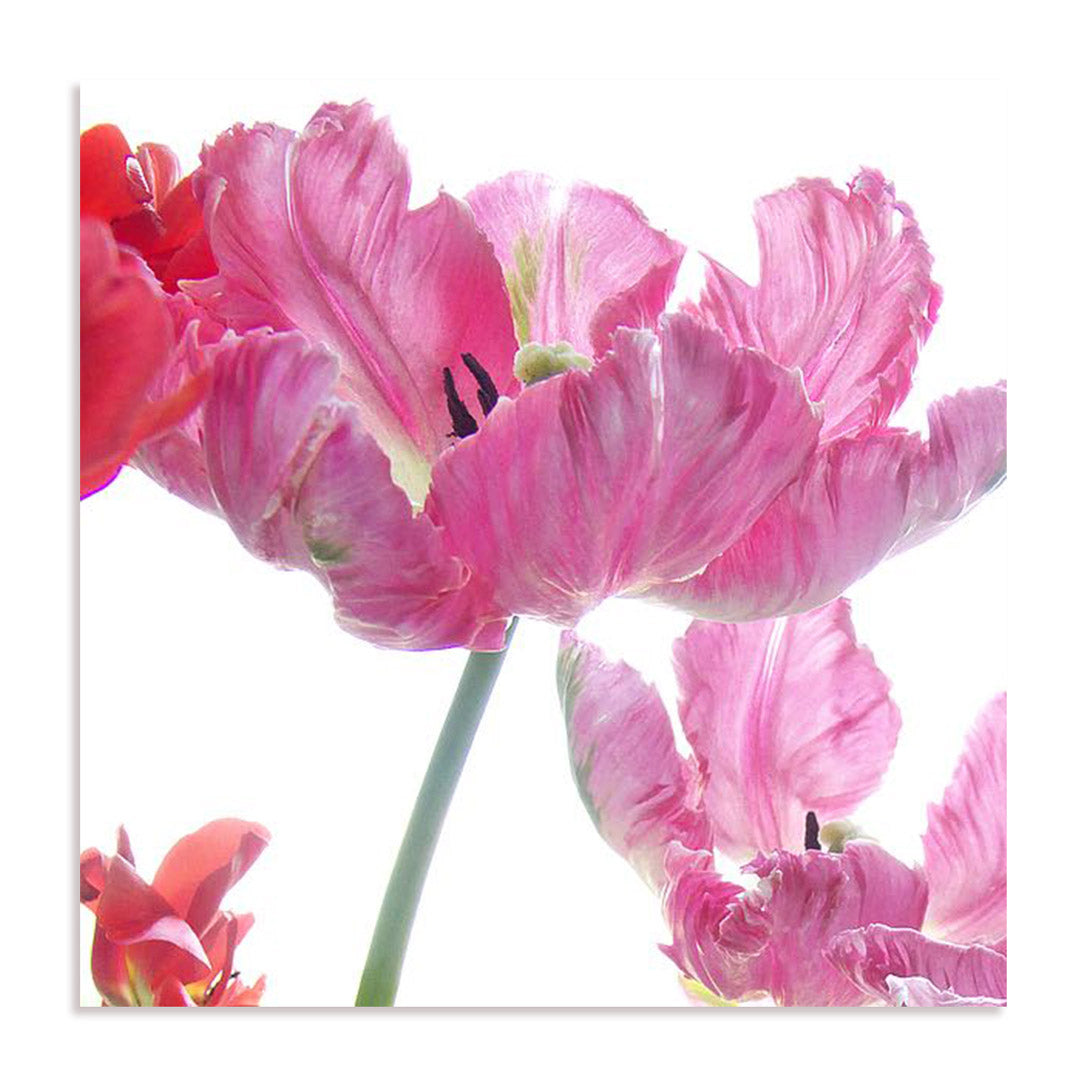 Parrot Tulips Wall Art