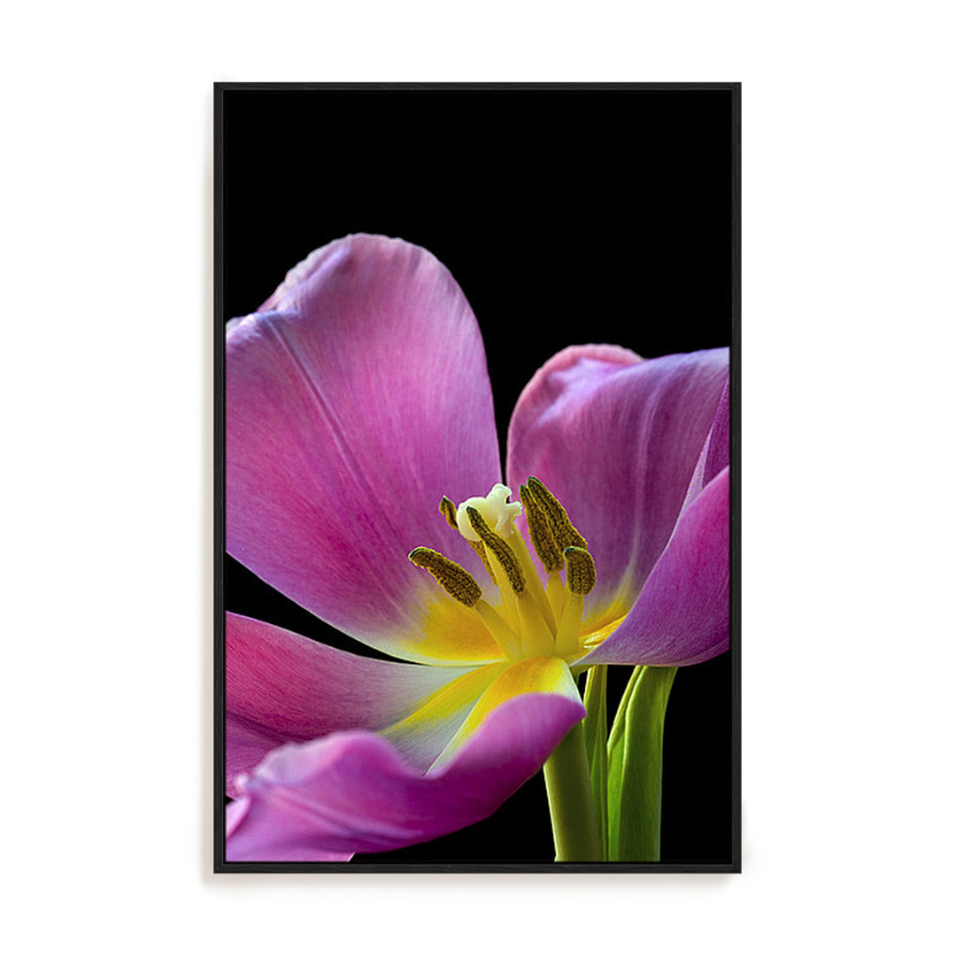 Pink Tulip Wall Art