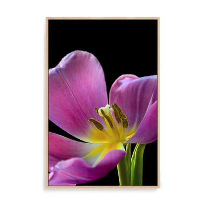 Pink Tulip Wall Art