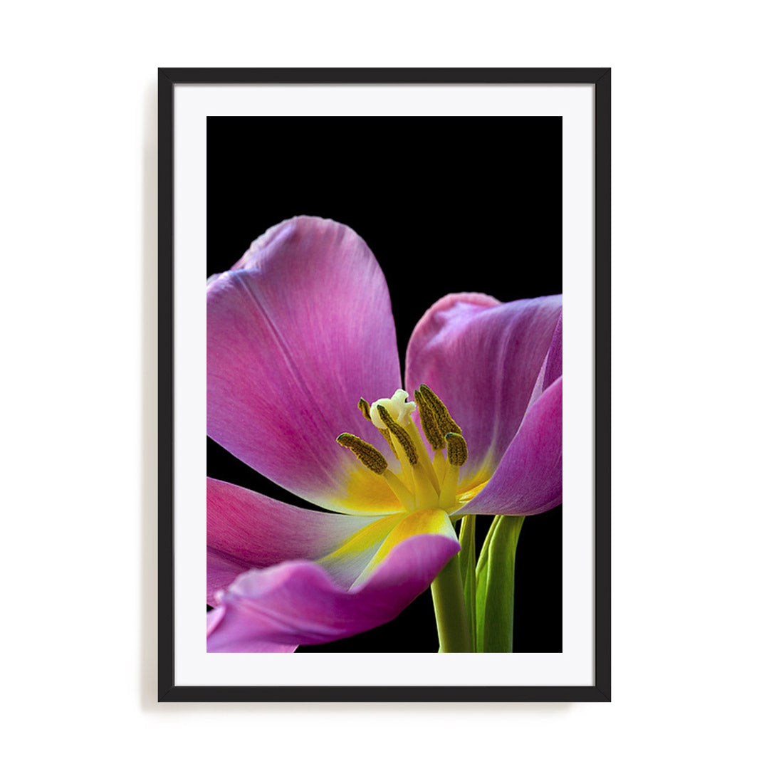 Pink Tulip Wall Art