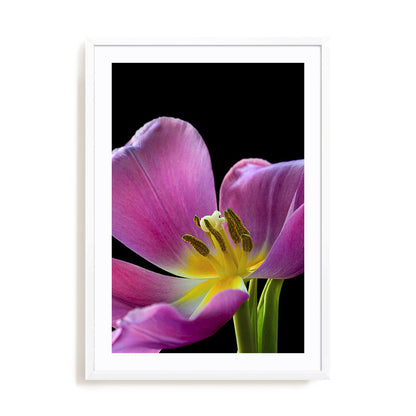 Pink Tulip Wall Art