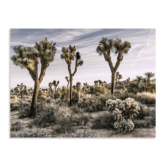 Views of Joshua Tree IX