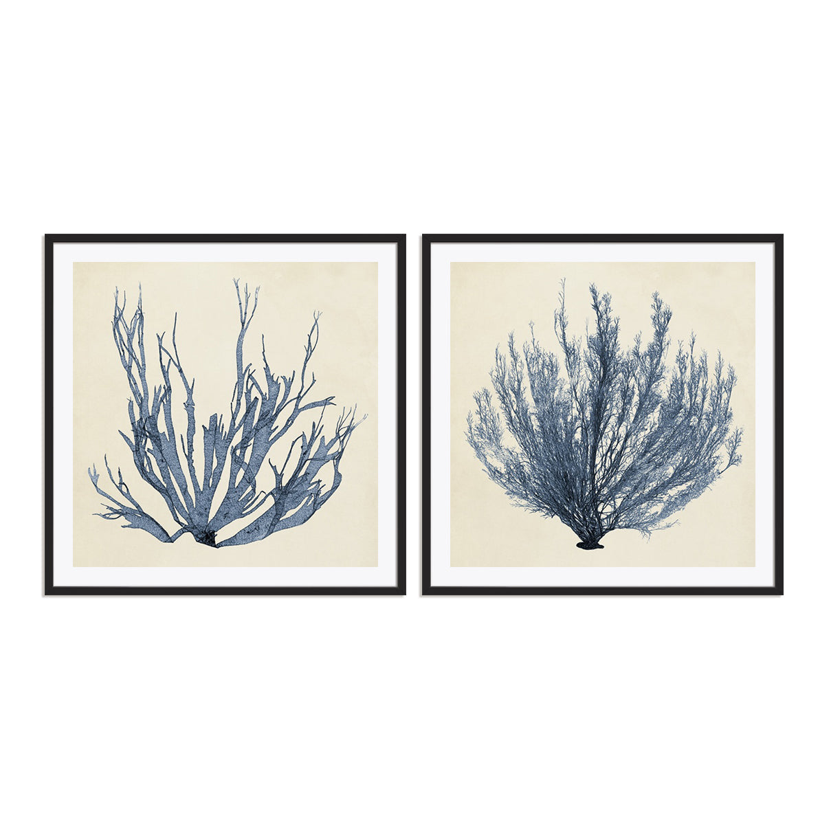 Coastal Seaweed I and III Wall Art