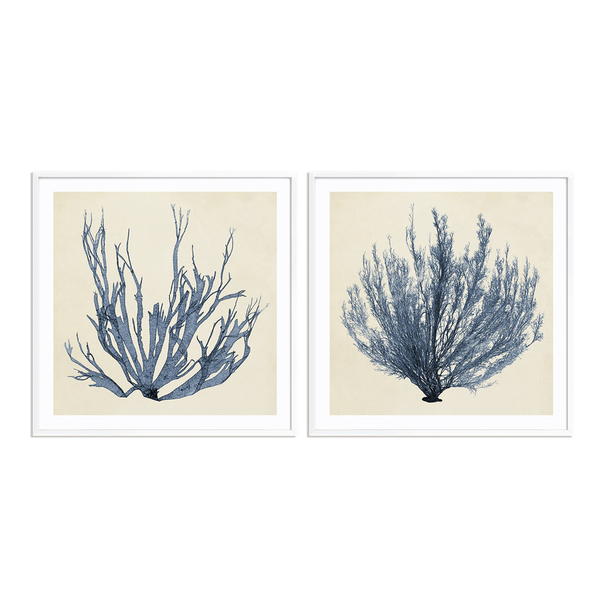 Coastal Seaweed I and III Wall Art