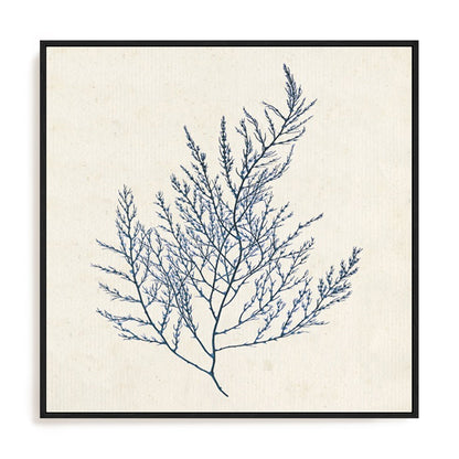 Indigo Algae I