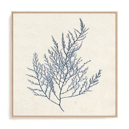 Indigo Algae I