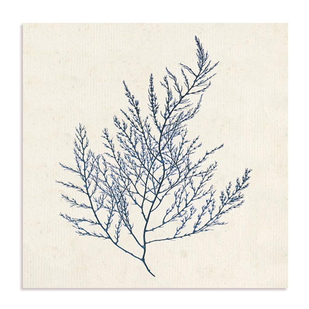 Indigo Algae I