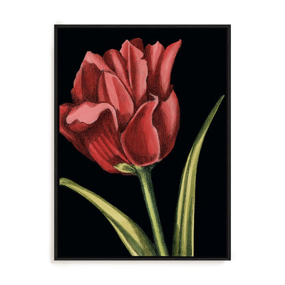 Vibrant Tulips IV Wall Art