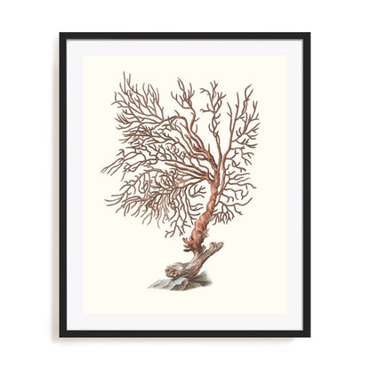 Terra Cotta Coral I Wall Art