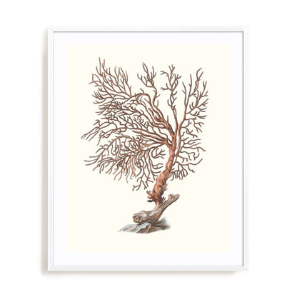 Terra Cotta Coral I Wall Art