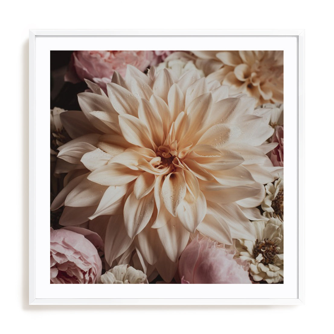 Dahlia Whimsy